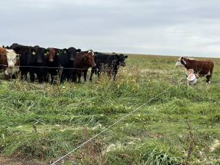 New fencing on irrigated perennials.
