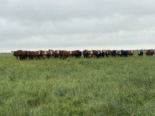Mattheis Research Ranch Demo Site