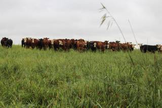 Mattheis Research Ranch Demo Site
