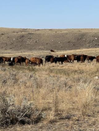 Riverview Ranch Demo Site