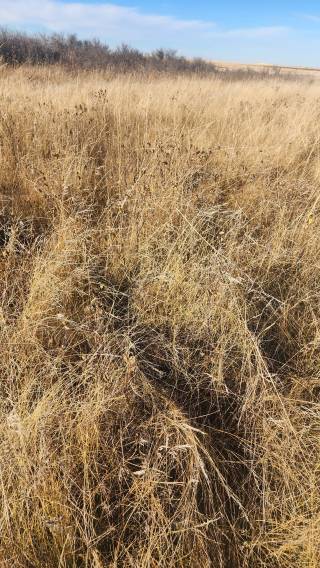 Tom MacDonald Demo Site