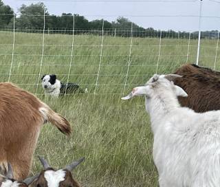 Yellowhead Grazing Demo Site
