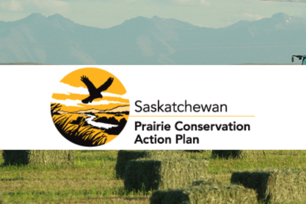 February Native Prairie Speaker Series Webinar - Piping Plovers