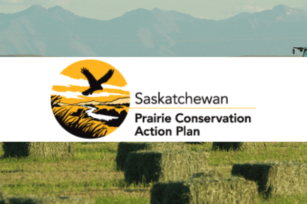 Native Prairie Speaker Series Webinar - Burrowing Owls in Alberta