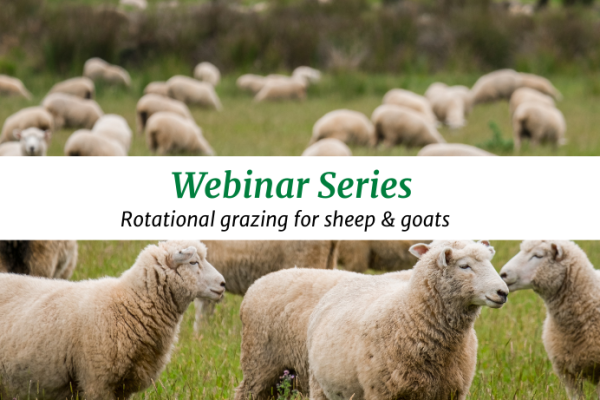 Webinar Series: Animal Health and Productivity in Rotational Grazing