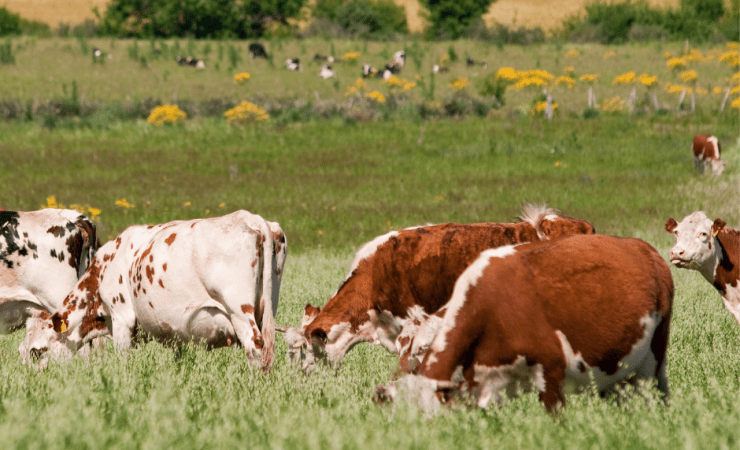 Advanced Grazing Systems