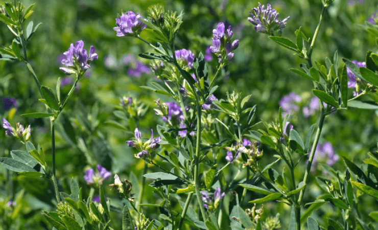 Optimizing Alfalfa Management for Sustainability and Productivity