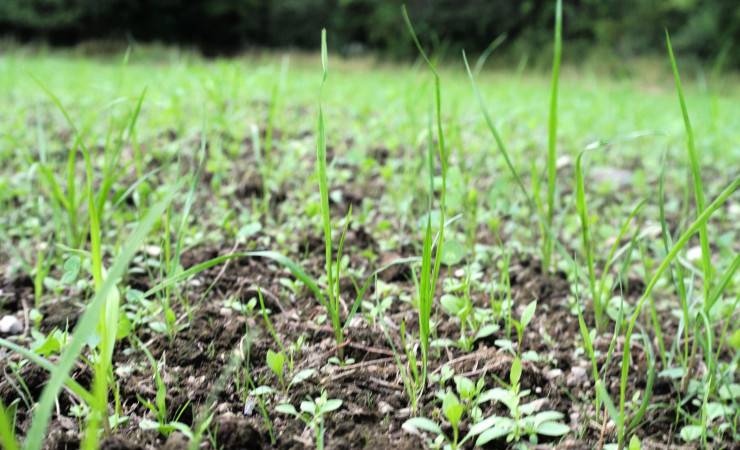 Forage BMP Manual