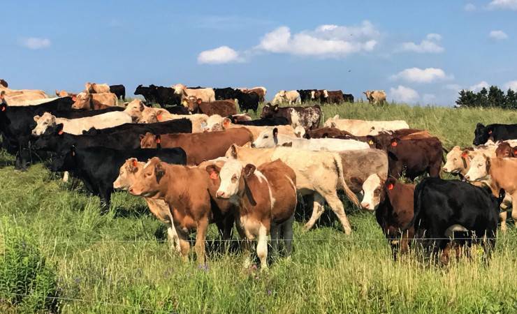 Habitat and Biodiversity Assessment Tool