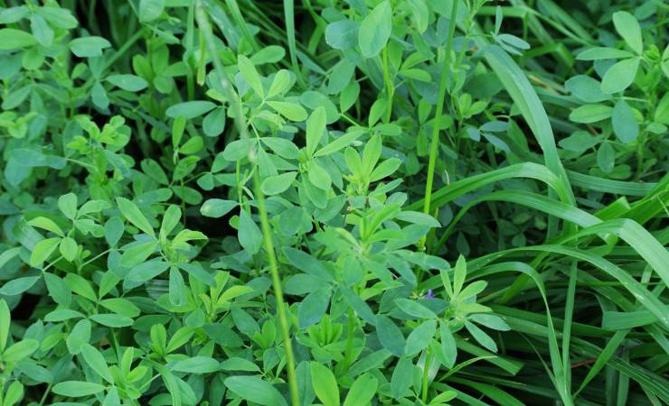 Nature Fund Project