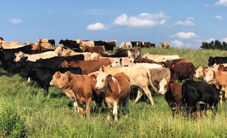 Heard of grazing cows in a field with tall grass.
