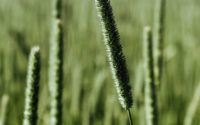 Alfalfa, Timothy, Mixed Hay, Straw